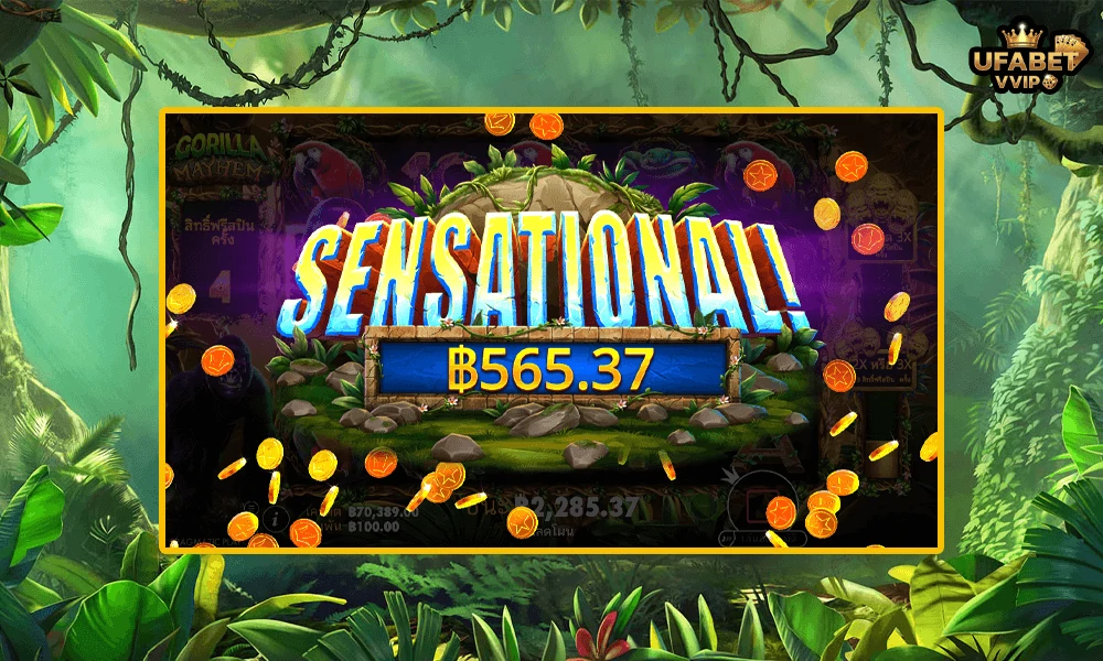 ภาพตัวอย่าง-SENSATIONAL-ในเกมส์Gorilla-Mayhem-Pragmatic-Play