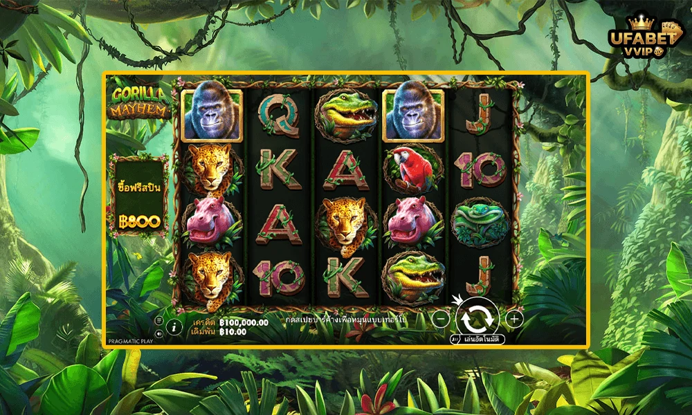 ภาพตัวอย่างในเกม-Gorilla-Mayhem-Pragmatic-Play